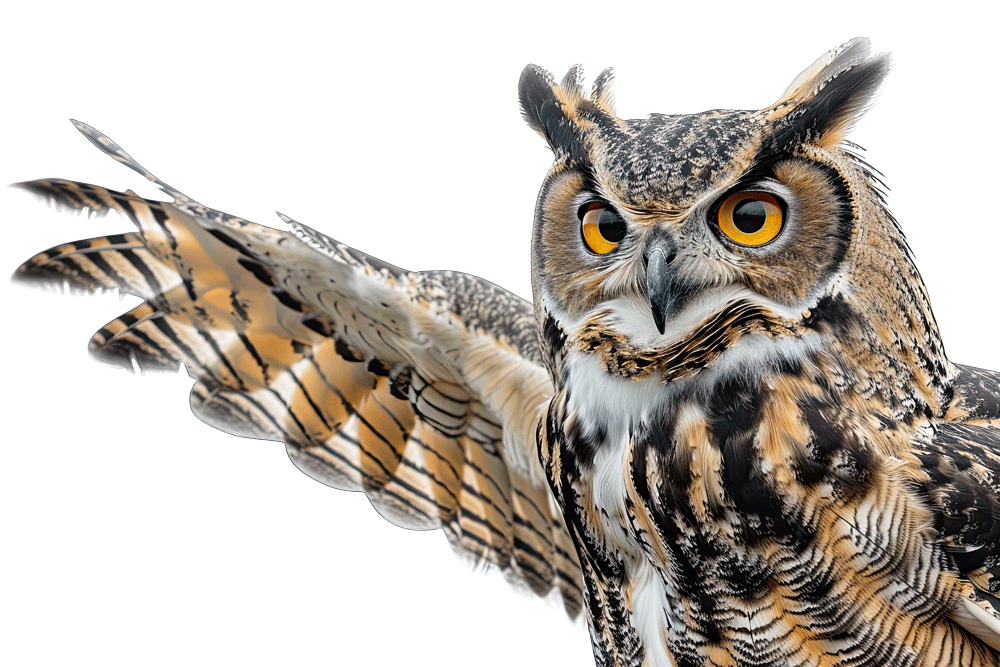 Owl-Pointing